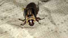 Scarabaeidae