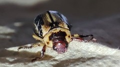 Scarabaeidae