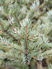 Picea glauca