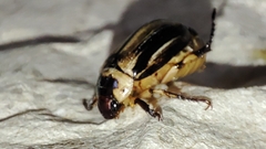 Scarabaeidae