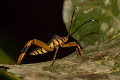 Acanthocephalini