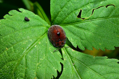 Chelymorpha gressoria