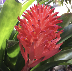 Billbergia pyramidalis