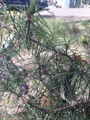 Hakea decurrens