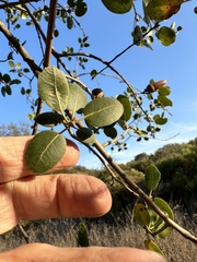 Quercus wislizeni