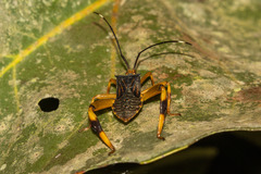 Acanthocephalini