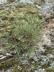 Lithotoma axillaris