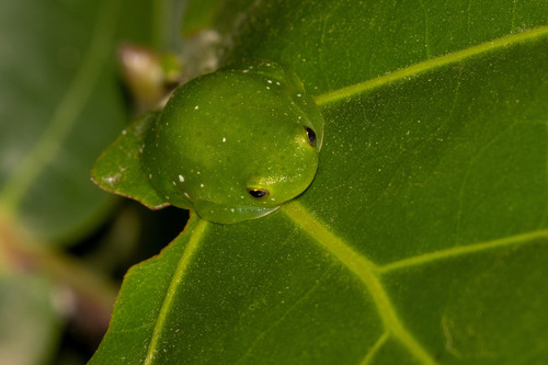 Rio Lime Treefrog