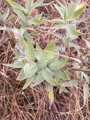 Lithospermum parviflorum
