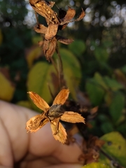 Neviusia alabamensis