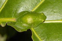 Sphaenorhynchus planicola