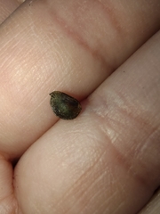 Neviusia alabamensis