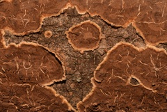 Aleurodiscus oakesii