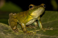 Itapotihyla langsdorffii