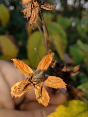 Neviusia alabamensis