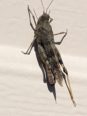 Trimerotropini