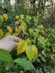 Neviusia alabamensis