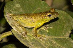 Itapotihyla langsdorffii