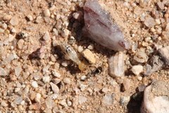 Gnathamitermes