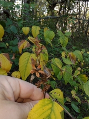 Neviusia alabamensis