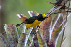 Euphonia chlorotica