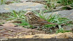 Emberiza variabilis