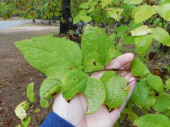 Celtis tenuifolia