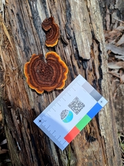 Gloeophyllum sepiarium