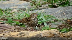 Emberiza variabilis