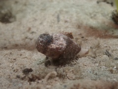 Maxillicosta scabriceps