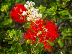 Metrosideros polymorpha