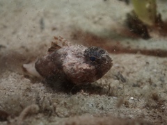 Maxillicosta scabriceps