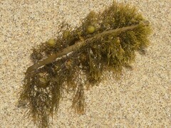 Carpophyllum plumosum