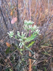 Eupatorium altissimum