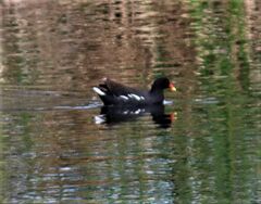 Gallinula chloropus meridionalis