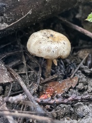 Hebeloma ischnostylum