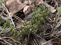 Selaginella corallina