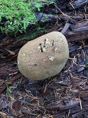Caloboletus conifericola