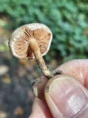 Hebeloma ischnostylum