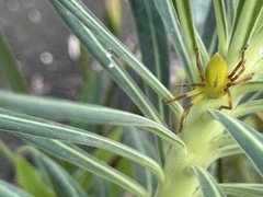 Neosparassus patellatus