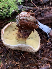 Caloboletus conifericola