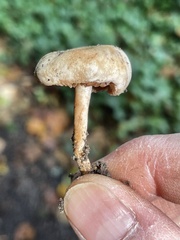 Hebeloma ischnostylum