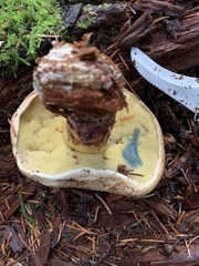 Caloboletus conifericola