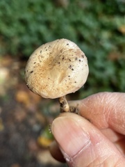 Hebeloma ischnostylum