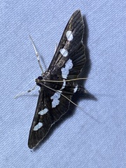 Desmia funeralis