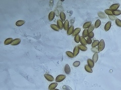 Hebeloma ischnostylum