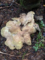 Albatrellus avellaneus