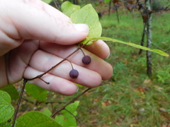 Celtis tenuifolia