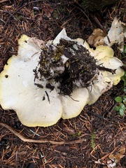 Albatrellus avellaneus