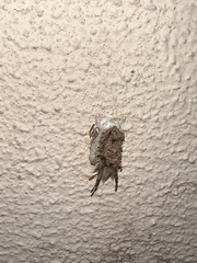 Dasychira meridionalis